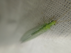 Chrysopa pallens-group