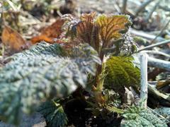 Urtica dioica