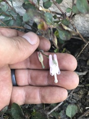 Dicentra pauciflora