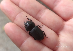 Dorcus parallelipipedus