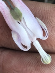 Dicentra pauciflora