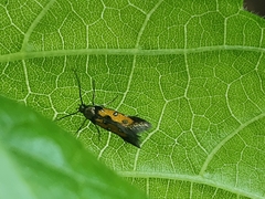 Chrysoclista