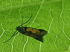 Chrysoclista