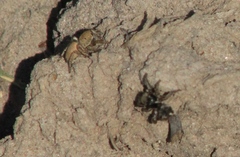 Habronattus forticulus