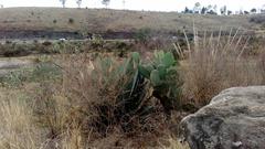 Opuntia hyptiacantha