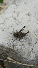 Pholidoptera dalmatica