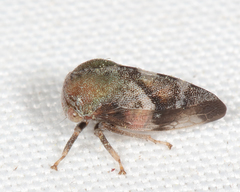 Cyrtolobus pallidifrontis