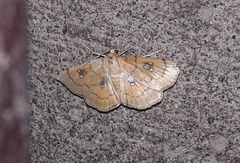 Cacographis osteolalis