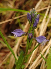 Polygala amara