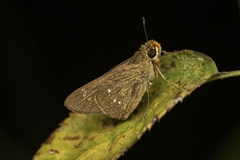 Hesperiinae