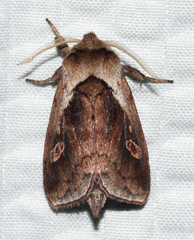 Bellura densa