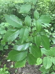 Ulmus americana