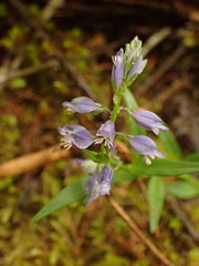 Polygala amara