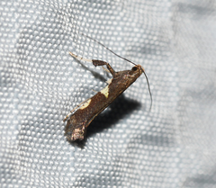 Caloptilia umbratella