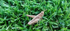 Orthoptera