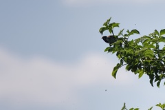 Emberiza schoeniclus