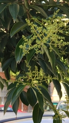 Ligustrum lucidum