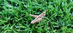 Orthoptera