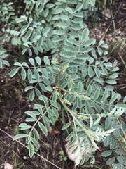 Indigofera lindheimeriana