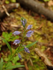 Polygala amara