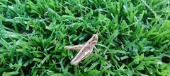 Orthoptera