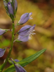 Polygala amara