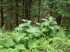 Cirsium greimleri
