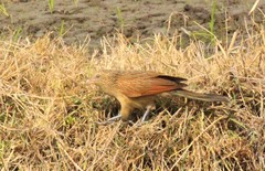 Centropus bengalensis