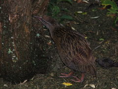 Gallirallus australis hectori