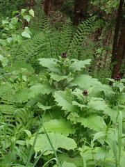 Cirsium greimleri