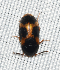 Mycetophagus punctatus