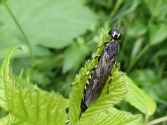 Xiphydria longicollis