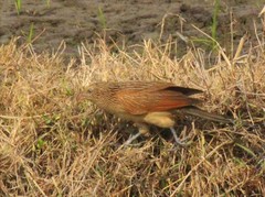 Centropus bengalensis