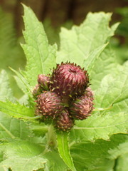 Cirsium greimleri