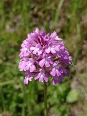 Anacamptis pyramidalis