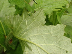 Cirsium greimleri