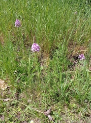 Anacamptis pyramidalis