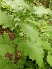 Cirsium greimleri