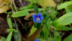 Strobilanthes pavala