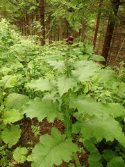Cirsium greimleri