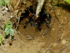 Megaphobema mesomelas