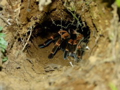 Megaphobema mesomelas