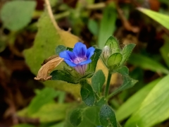 Strobilanthes pavala
