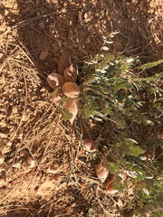 Astragalus megacarpus