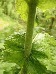 Cirsium greimleri
