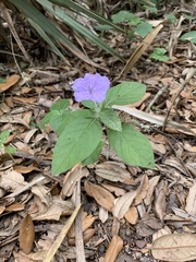 Ruellia caroliniensis