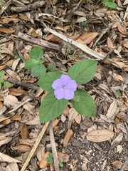 Ruellia caroliniensis