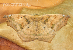 Paragonia procidaria