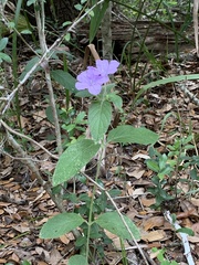 Ruellia caroliniensis