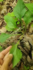 Solidago ulmifolia ulmifolia